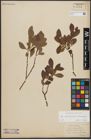 Foto von Salix appendiculata Vill. x Salix waldsteiniana Willd.